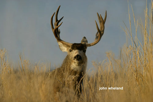 Big Bucks & Bulls