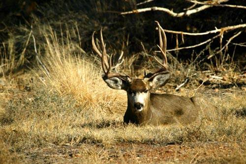 Ruttin' Bucks