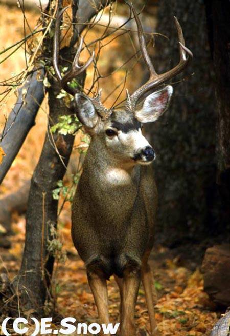 Ruttin' Bucks