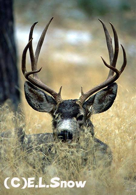 Ruttin' Bucks