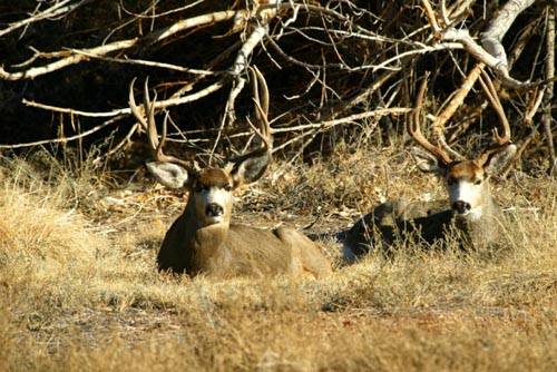 Ruttin' Bucks