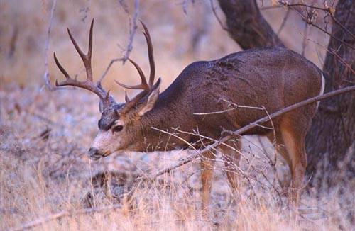 Ruttin' Bucks