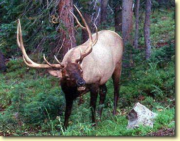 Autumn Bulls