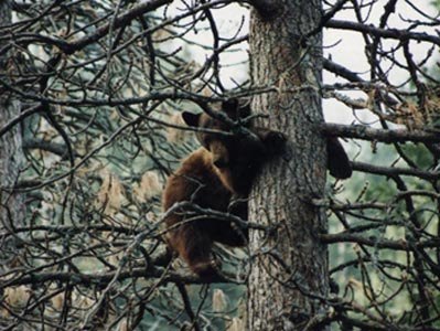 Afternoon Tree Climb