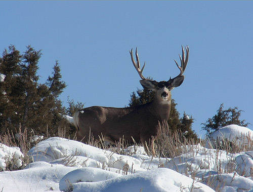 Winter Scouting