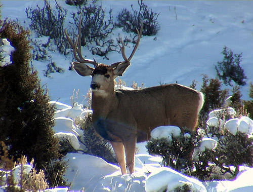 Winter Scouting