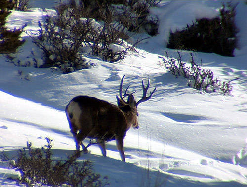 Winter Scouting