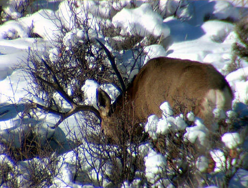 Winter Scouting