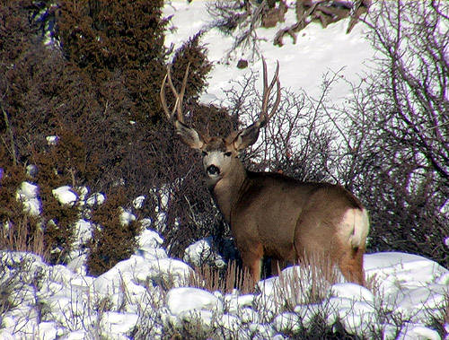 Winter Scouting