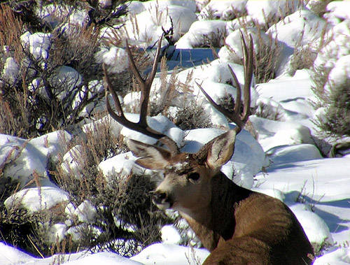 Winter Scouting