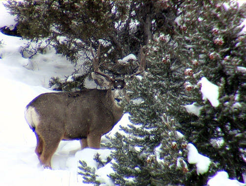 Winter Scouting