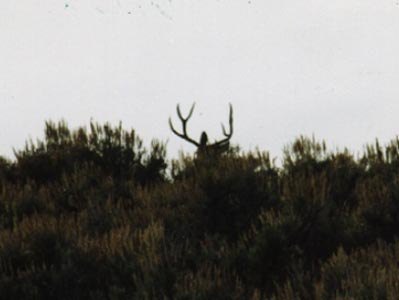 A Good Mule Deer Buck