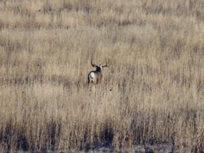 Mule Deer Buck