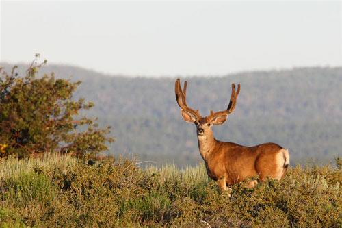 Awesome Velvet Bucks IV