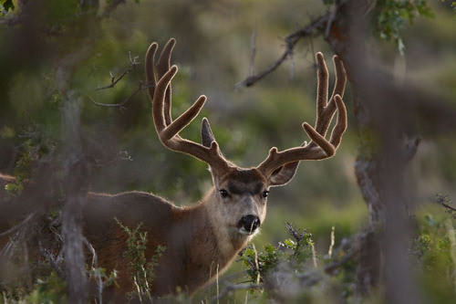 Awesome Velvet Bucks IV