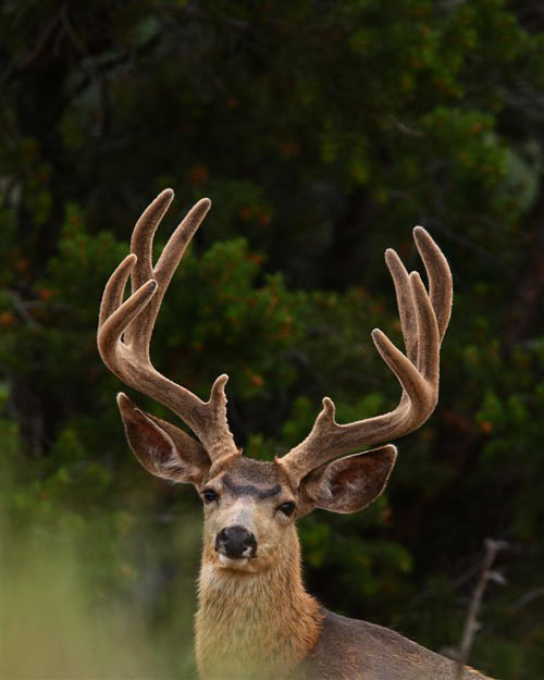 Awesome Velvet Bucks IV