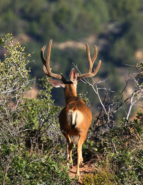 Awesome Velvet Bucks IV
