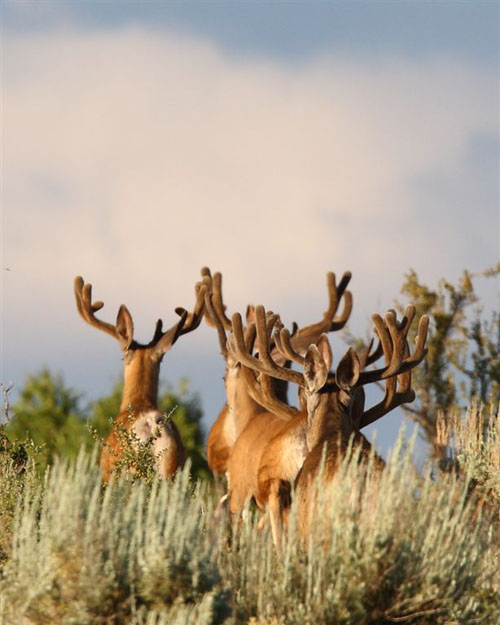 Awesome Velvet Bucks IV