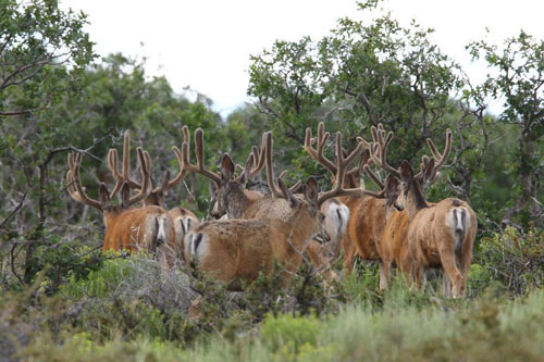 Awesome Velvet Bucks IV