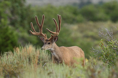 Awesome Velvet Bucks IV