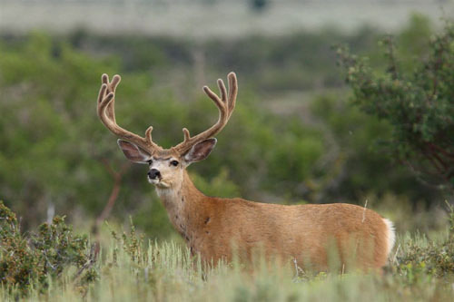 Awesome Velvet Bucks IV