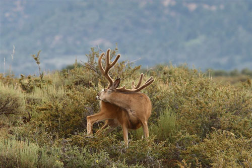 Awesome Velvet Bucks IV