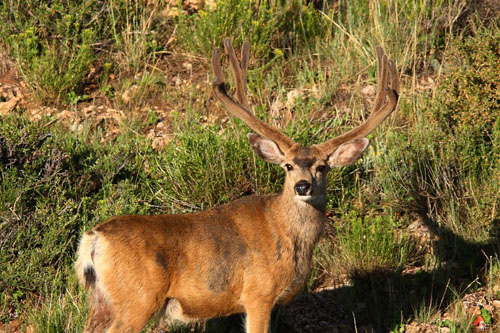 Awesome Velvet Bucks IV