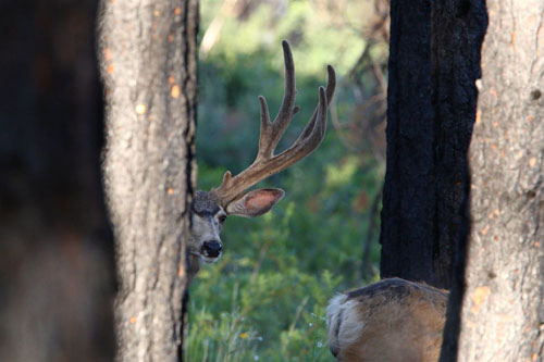 Awesome Velvet Bucks IV