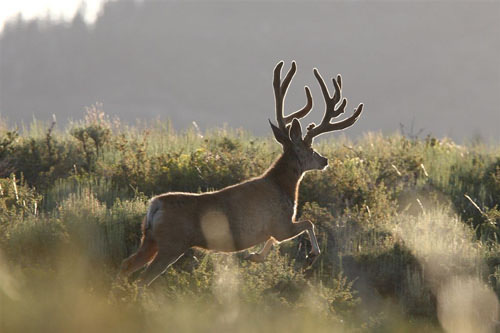 Awesome Velvet Bucks IV