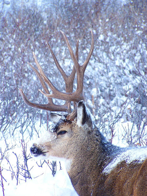 Northern Muleys