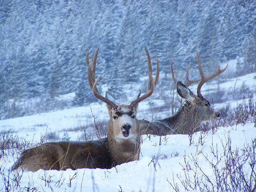 Northern Muleys