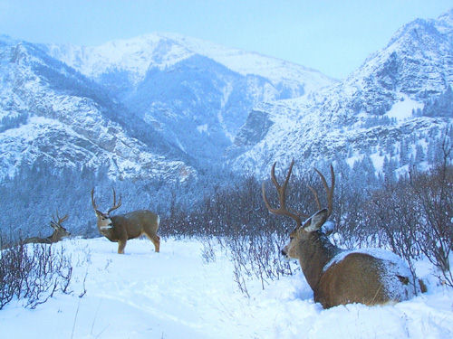 Northern Muleys