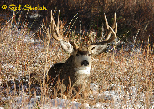 Northern Muleys