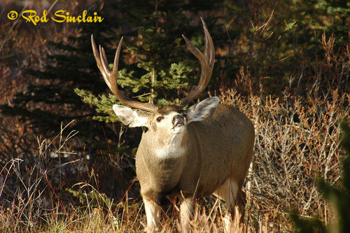 Northern Muleys