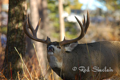 Northern Muleys