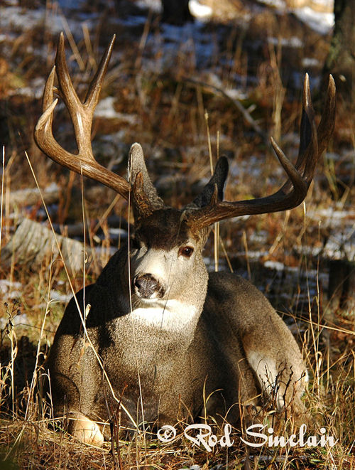 Northern Muleys