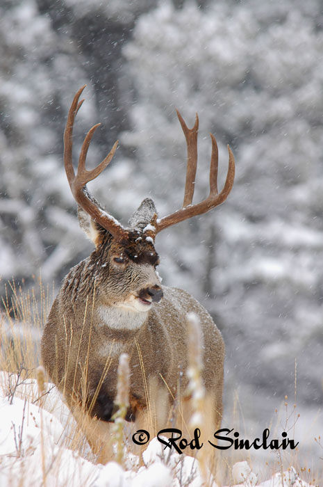 Northern Muleys