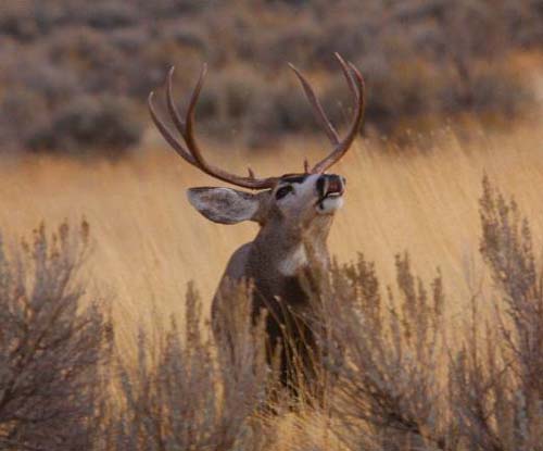 Ruttin' Utah Bucks