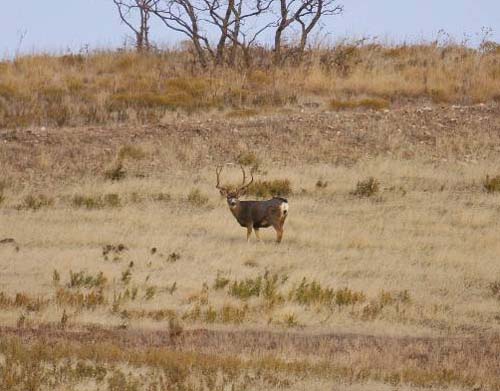 Ruttin' Utah Bucks