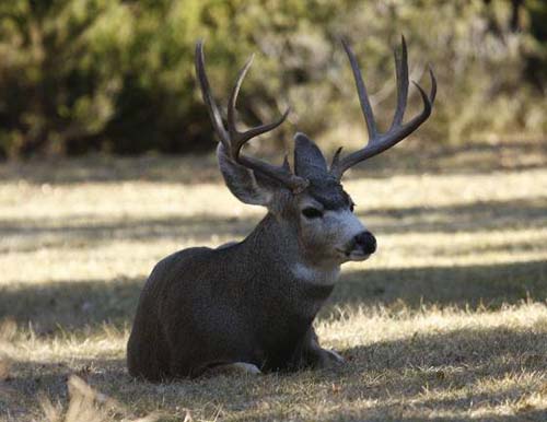 Ruttin' Utah Bucks