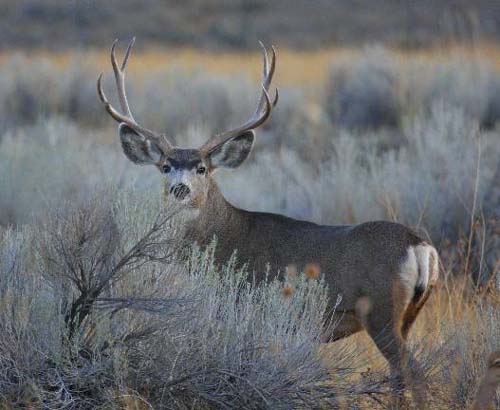 Ruttin' Utah Bucks