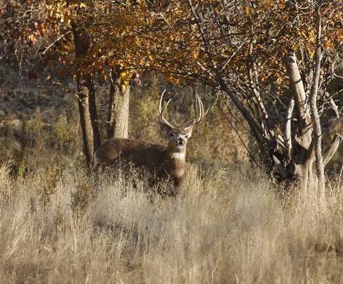 Ruttin' Utah Bucks