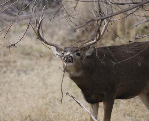 Ruttin' Utah Bucks