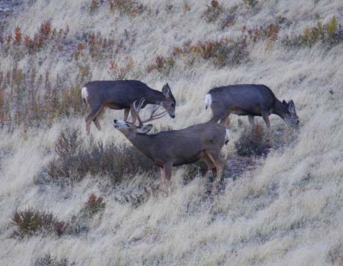 Ruttin' Utah Bucks