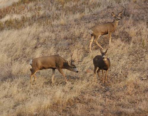 Ruttin' Utah Bucks