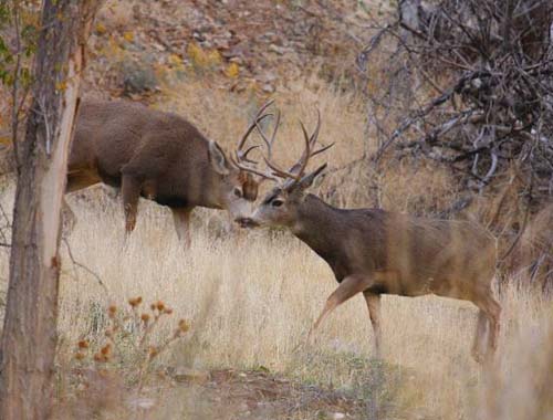 Ruttin' Utah Bucks