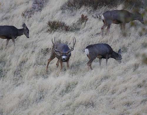 Ruttin' Utah Bucks