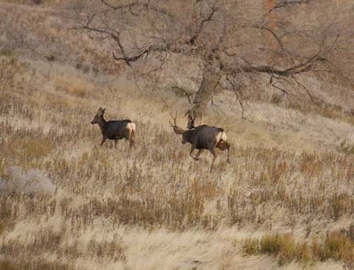 Ruttin' Utah Bucks