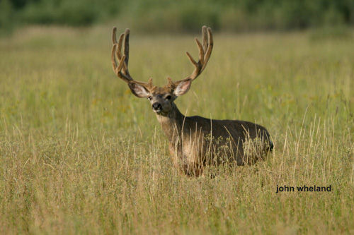 Big Bucks & Bulls