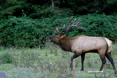 Big Bucks & Bulls